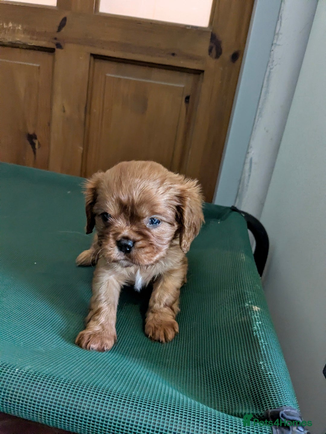 Cavalier King Charles Spaniel dogs for sale: Stunning Deep Ruby Cavalier king Charles puppies  - Image 23