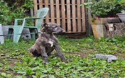 Deerhound dogs for sale: Stunning deerhound pups - Image 6