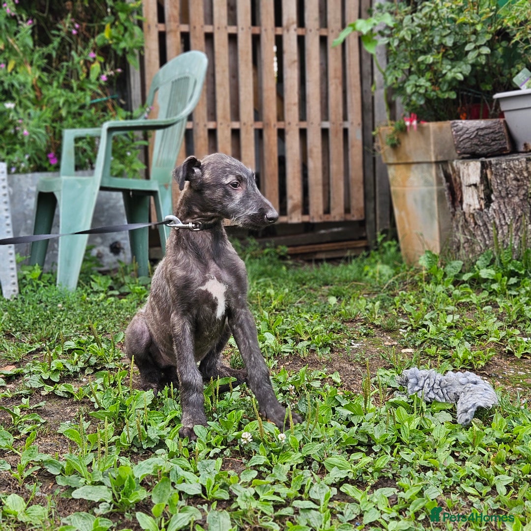 Deerhound dogs for sale: Stunning deerhound pups - Image 6