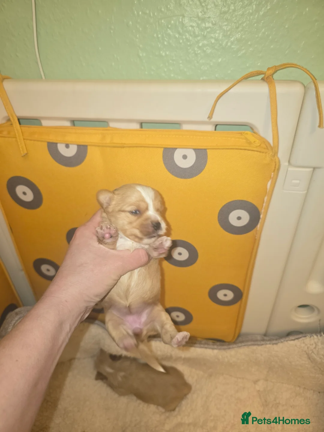 Yorkshire Terrier dogs for sale: wonderful puppies yorkshire terrier - Advert 10