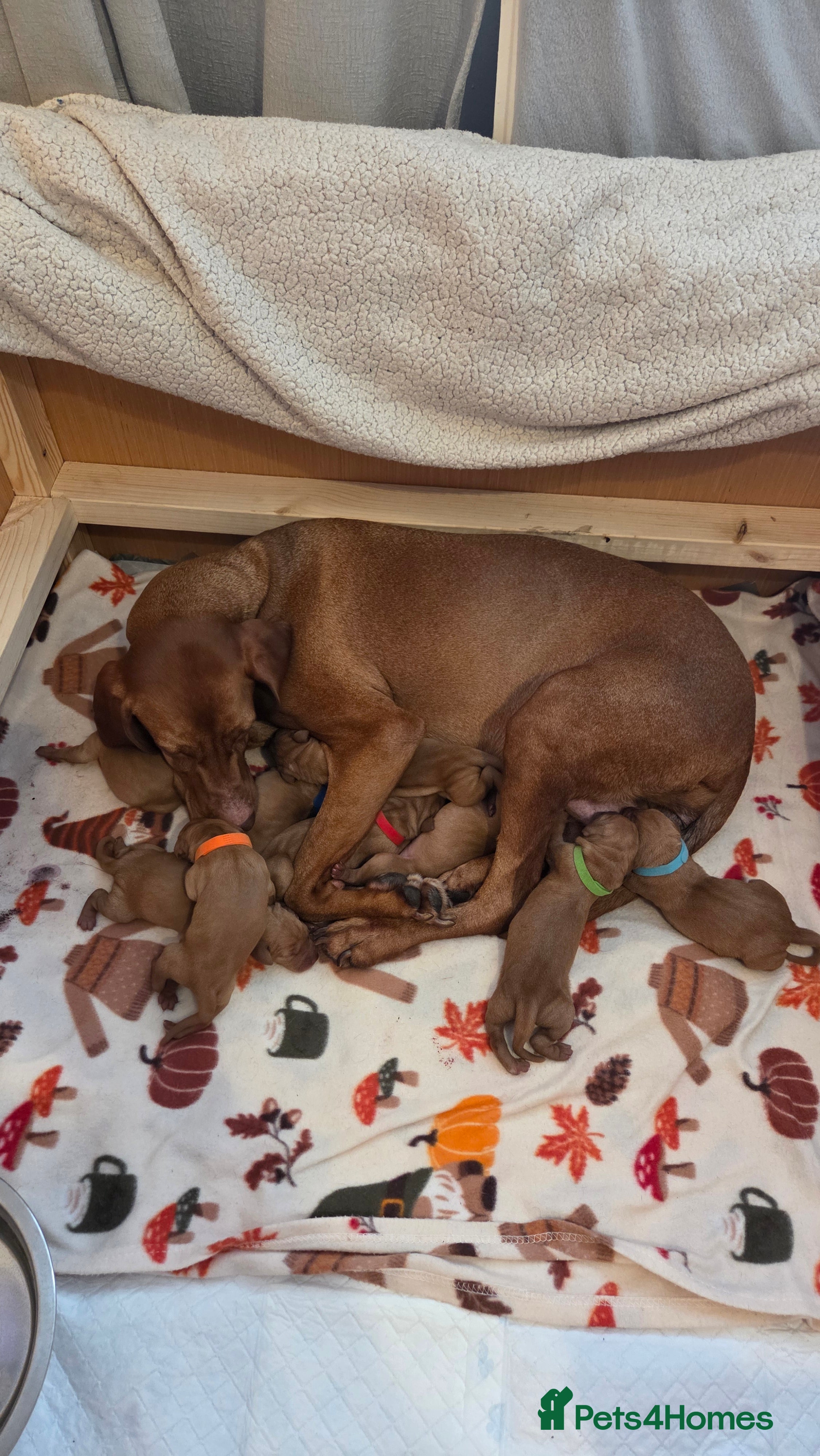 Hungarian Vizsla dogs Hungarian Vizsla Puppies, 5th generation pedigree - Advert 14