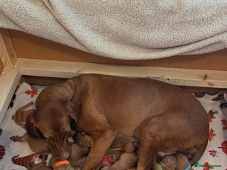 Hungarian Vizsla dogs Hungarian Vizsla Puppies, 5th generation pedigree - Advert 14