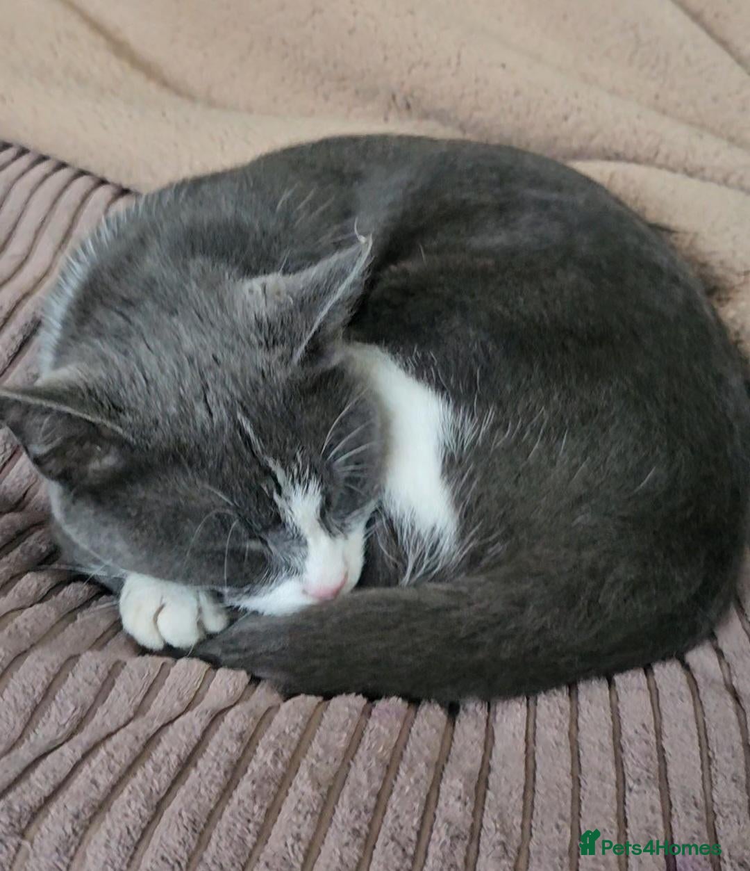 Mixed Breed cats One left  - Advert 4