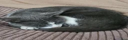 Mixed Breed cats for sale: One left  - Advert 1