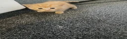 Mixed Breed cats for sale: Blended Ragdoll Kittens - Advert 15