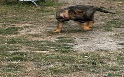 German Shepherd dogs for sale: German shepherd puppies looking for a new home  in Cambridge - Image 19