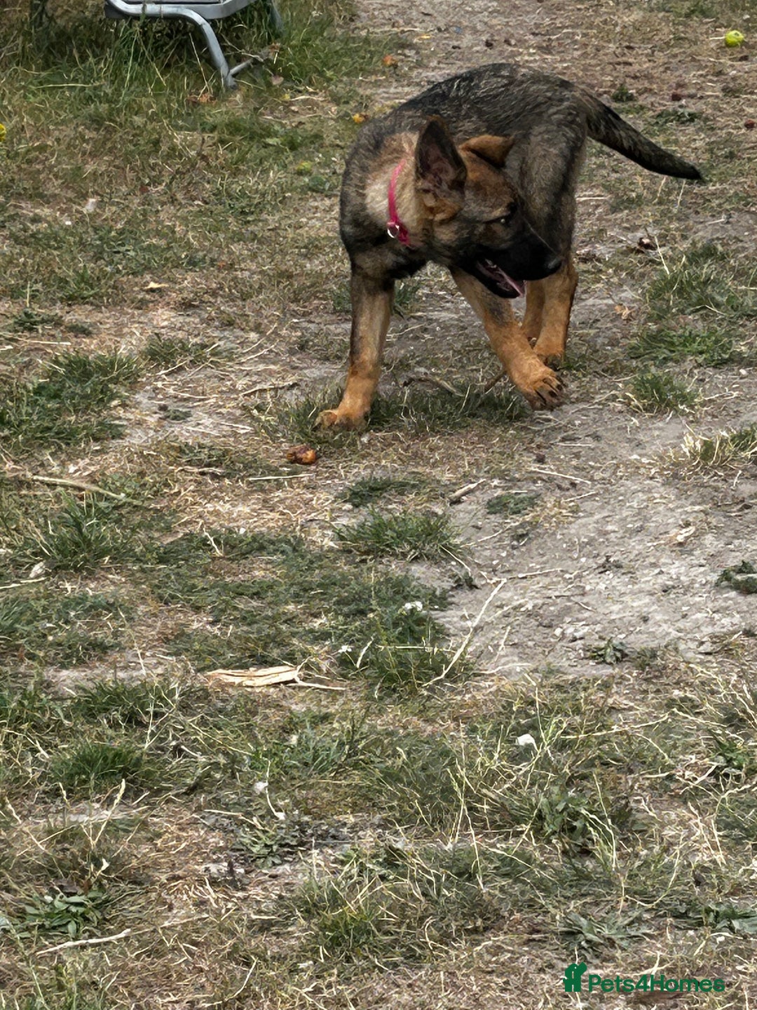 German Shepherd dogs for sale: German shepherd puppies looking for a new home  in Cambridge - Image 19
