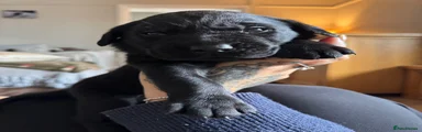 Labrador Retriever Puppy 1