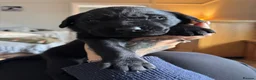 Labrador Retriever dogs for sale: Labrador puppies for sale - Advert 20