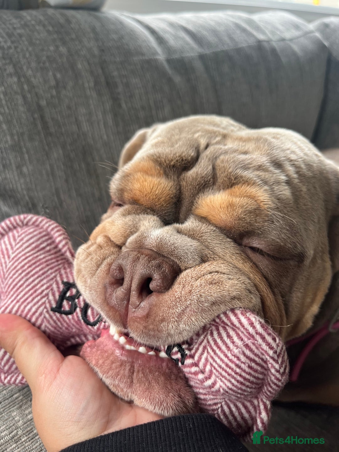 English Bulldog dogs for sale: Bonnie 3 year old British bulldog  - Advert 16