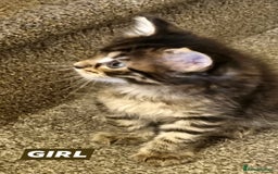 Maine Coon cats for sale: Mainecoon Kittens - Image 11