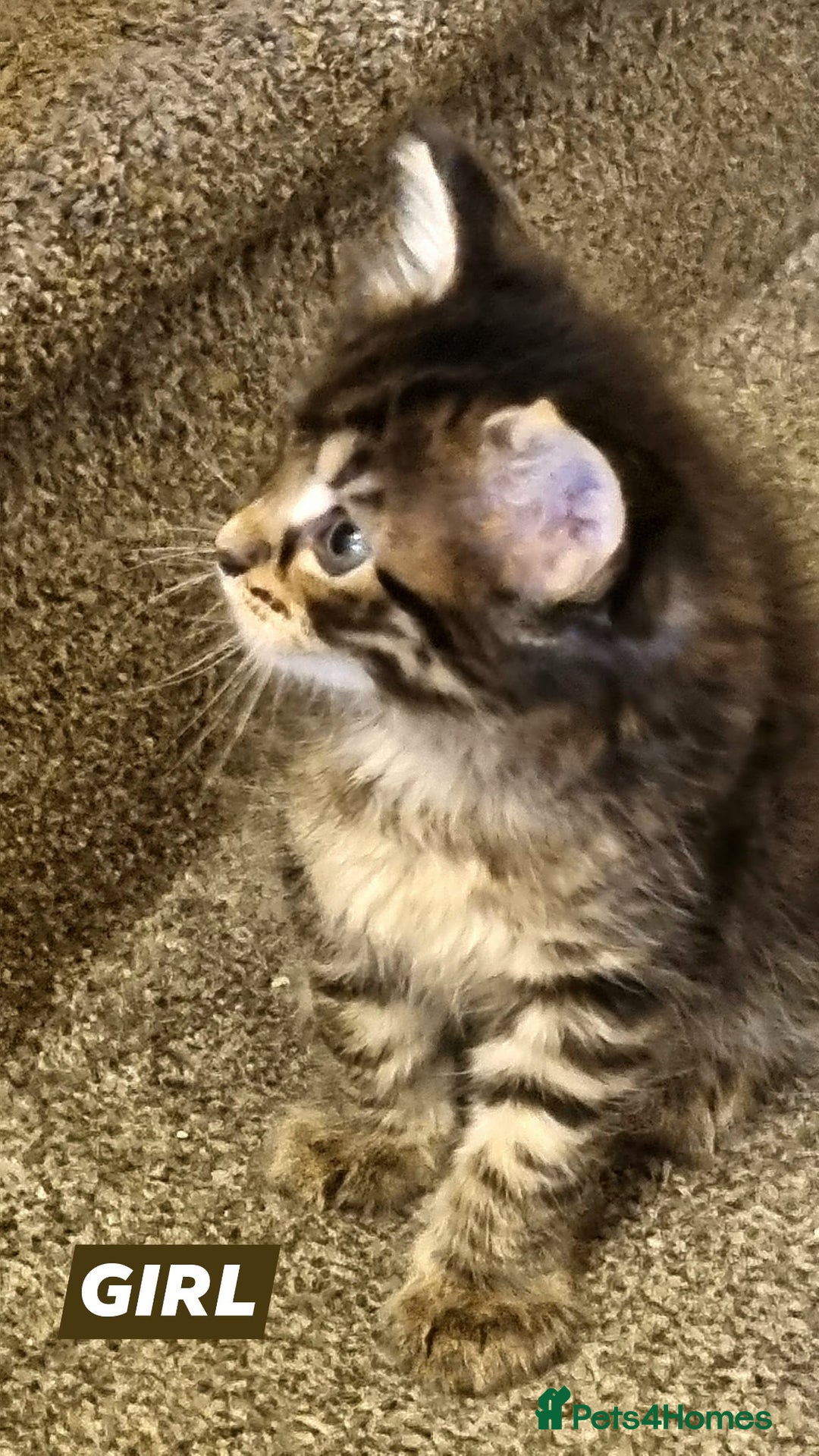 Maine Coon cats for sale: Mainecoon Kittens - Image 11