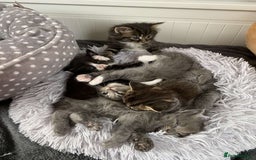 Mixed Breed cats for sale: 5 charming kittens - Image 6