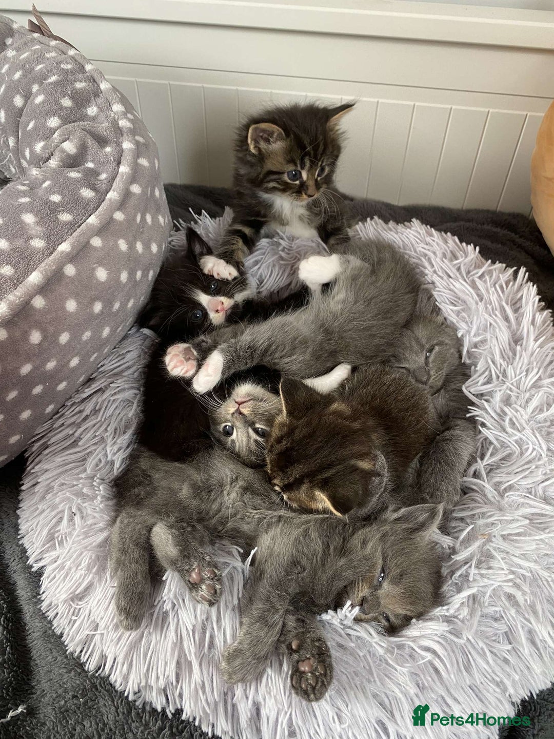 Mixed Breed cats for sale: 5 charming kittens - Image 6