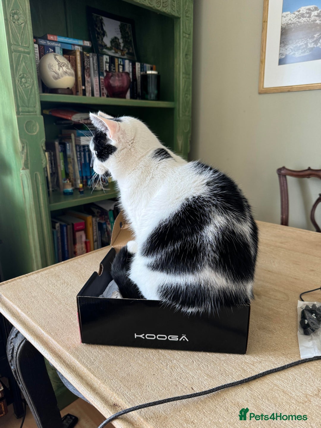 Domestic Shorthair cats for sale: Please help rehome Gary my ten your old pal. - Image 6