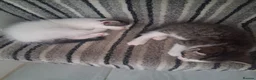 Mixed Breed cats for sale: 6 Gorgeous kittens - Advert 14