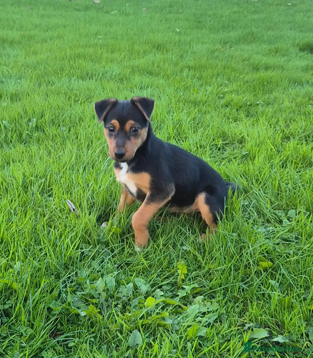 Jack Russell dogs for sale: Jack russell - Advert 1