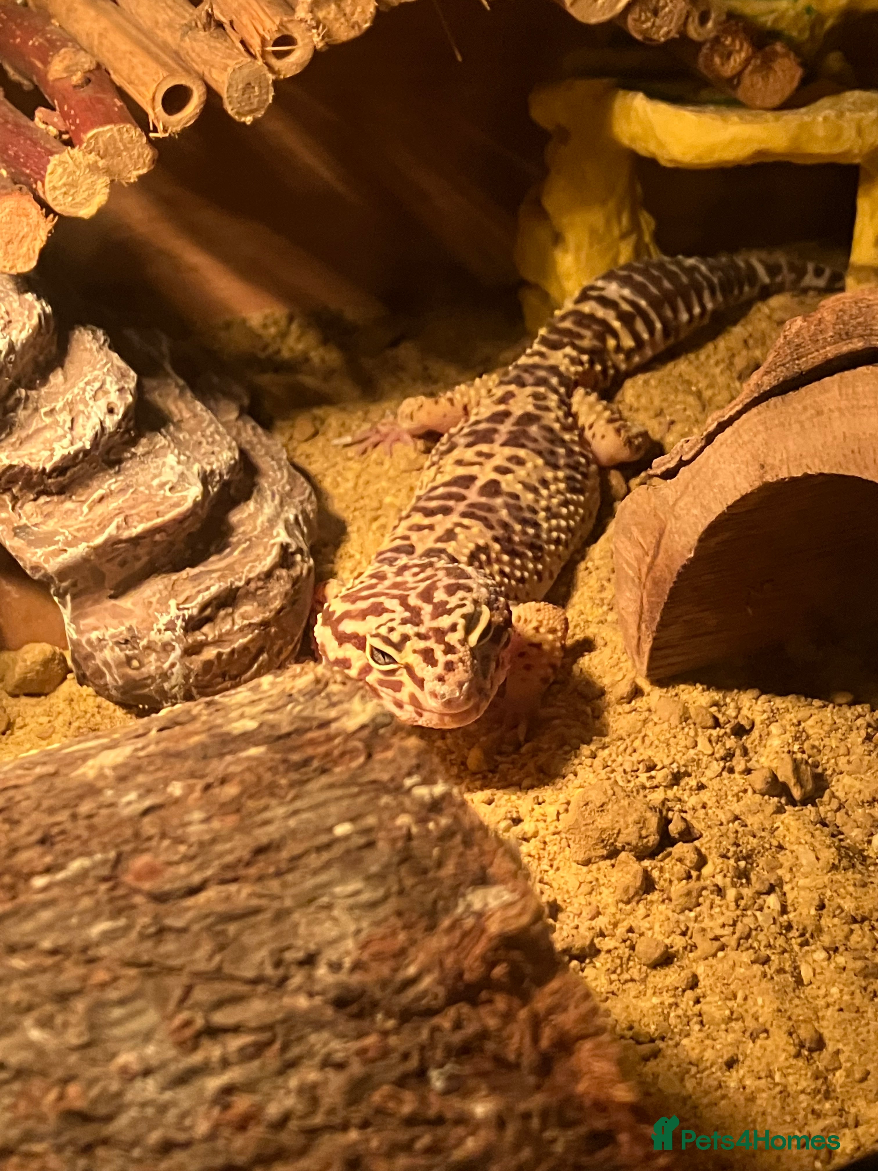 Leopard Gecko reptiles 4 year old Leopard Gecko + viv in Saint Helens - Advert 1