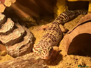 Leopard Gecko reptiles 4 year old Leopard Gecko + viv in Saint Helens - Advert 1