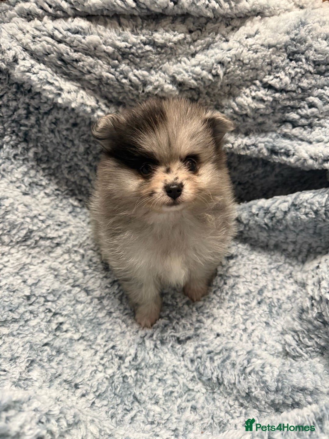 Pomeranian dogs for sale: Puppies Ready for new homes  - Advert 8
