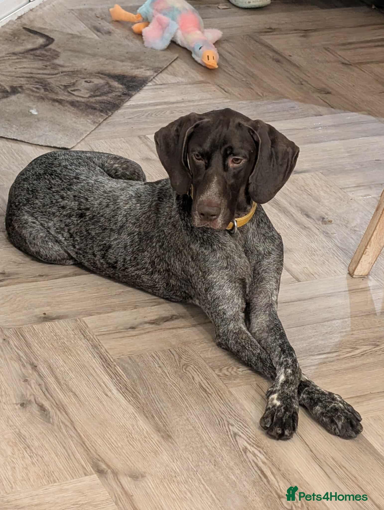 German Shorthaired Pointer dogs Otis is desperate for his forever home  - Advert 1