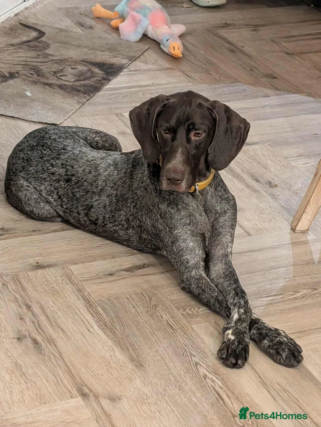 German Shorthaired Pointer dogs for adoption: Otis is desperate for his forever home  in Leominster - Advert 1