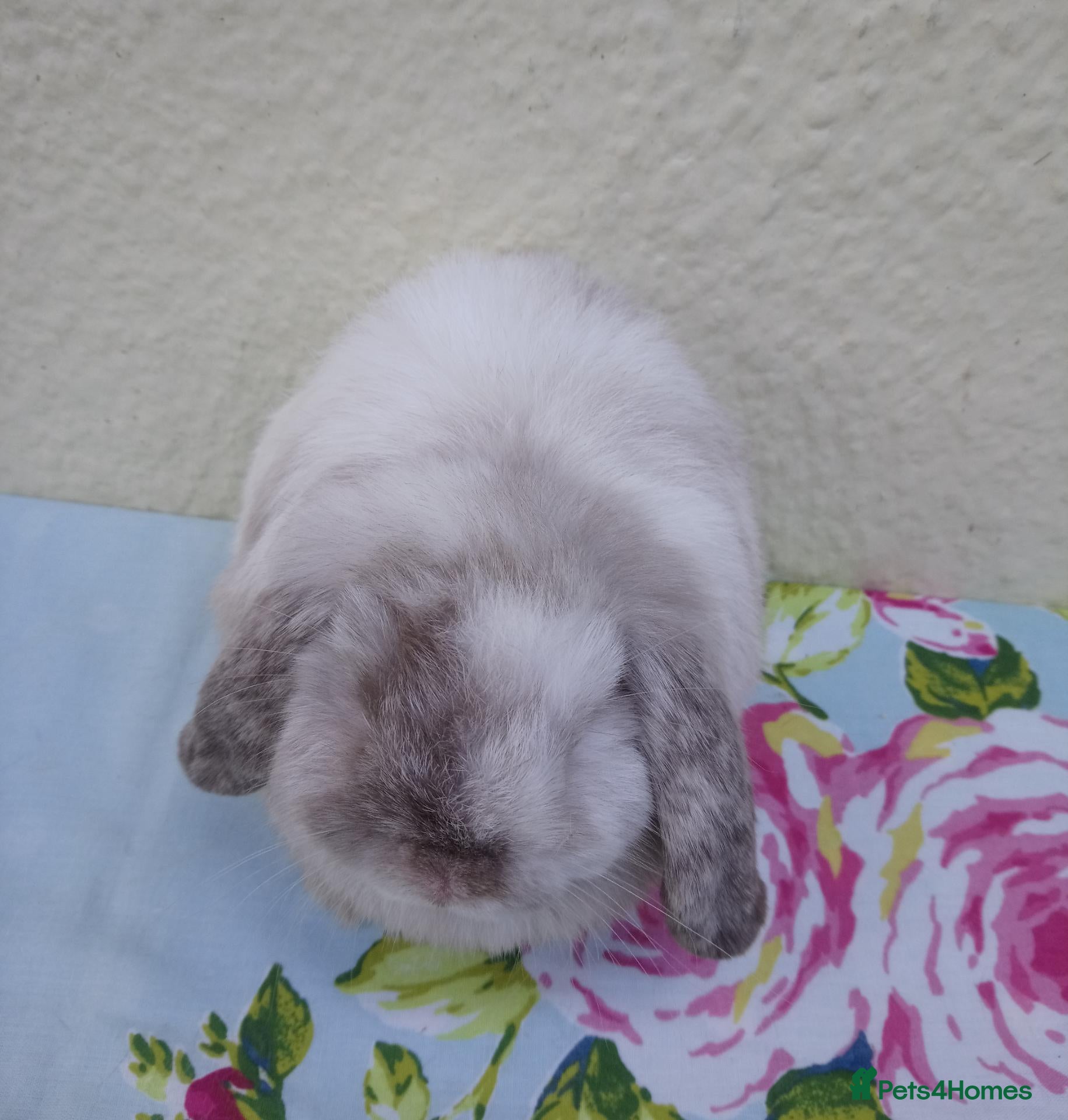 Mini Lop rabbits Pedigree Mini Lops - Advert 1