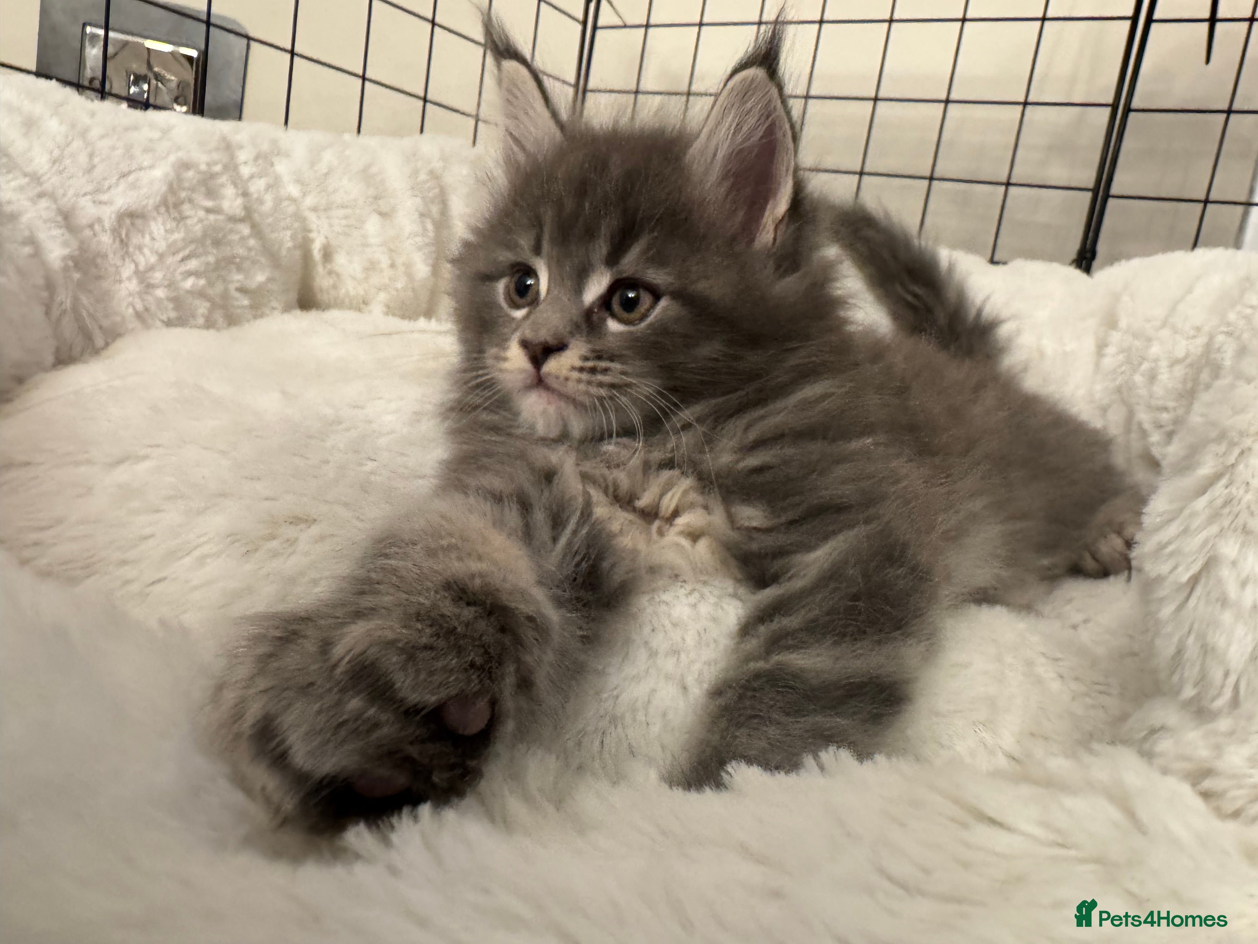 Maine Coon cats Maine coon kittens - Advert 4