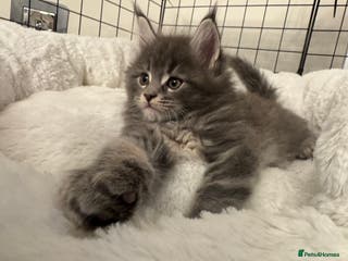 Maine Coon cats Maine coon kittens - Advert 11