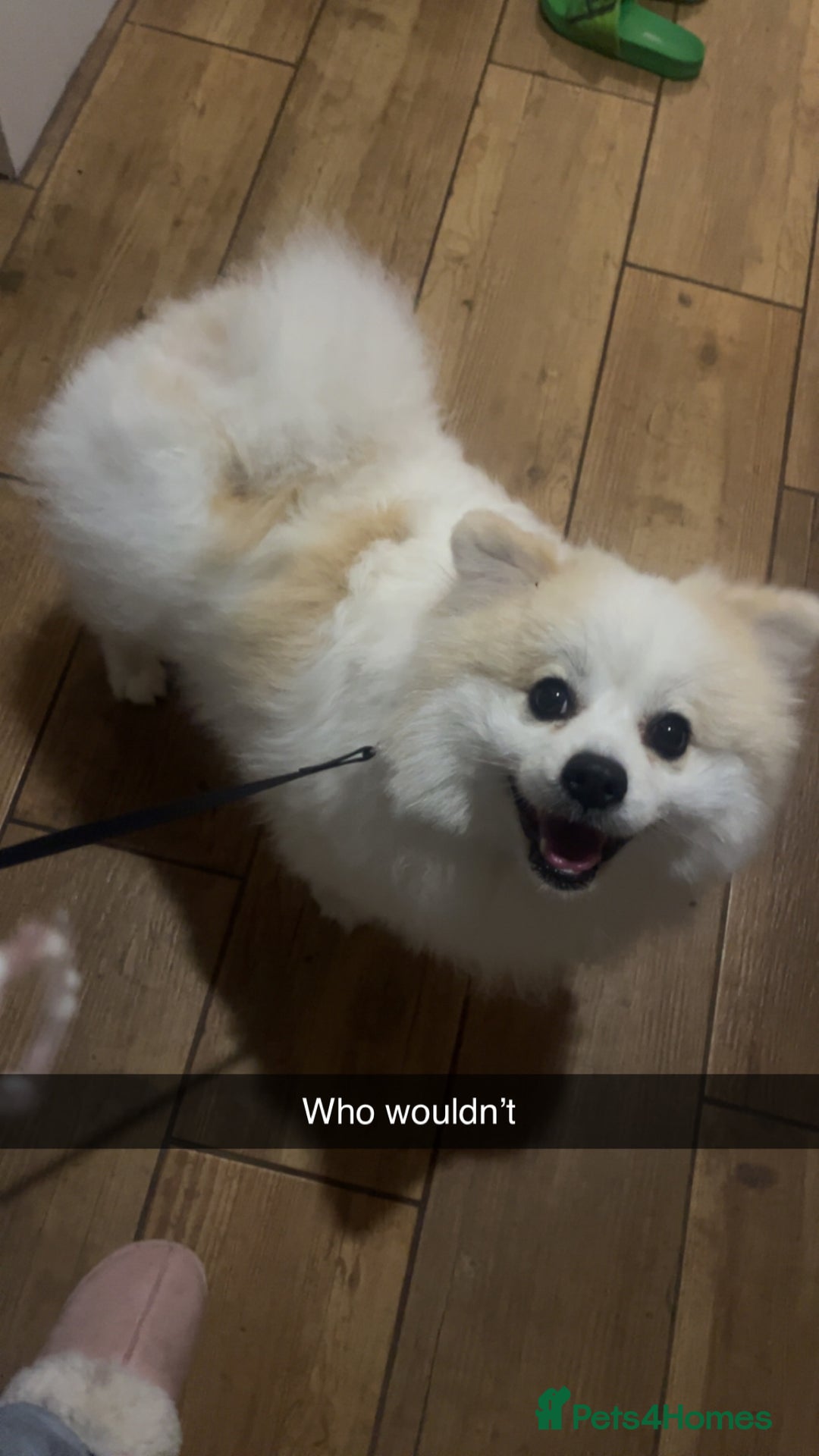 Mixed Breed dogs for sale: angel age 2 - Advert 5