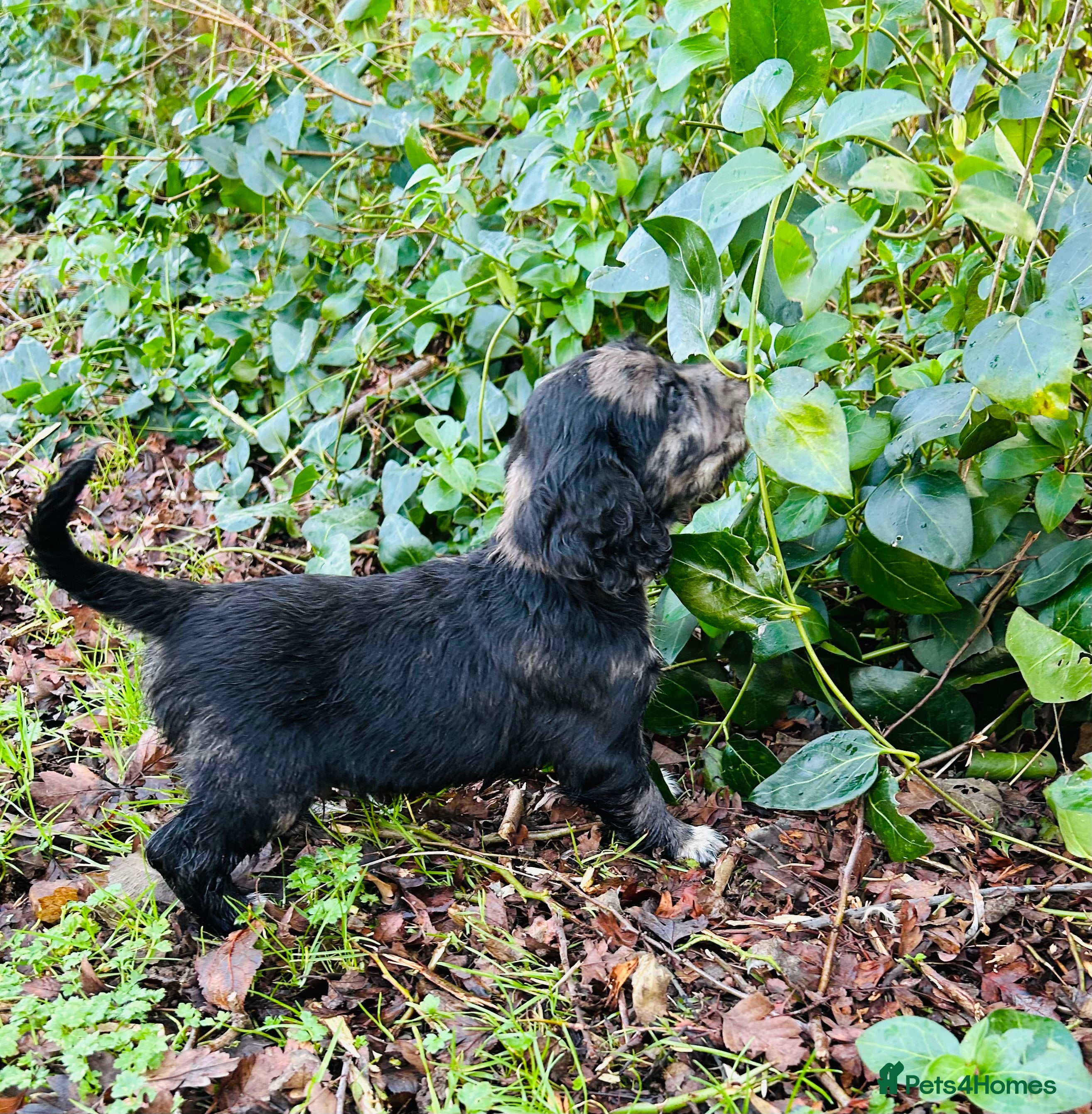 Cocker Spaniel dogs STUNNING WORKING COCKER SPANIEL PUPS - Advert 8