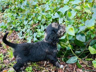 Cocker Spaniel dogs STUNNING WORKING COCKER SPANIEL PUPS - Advert 8