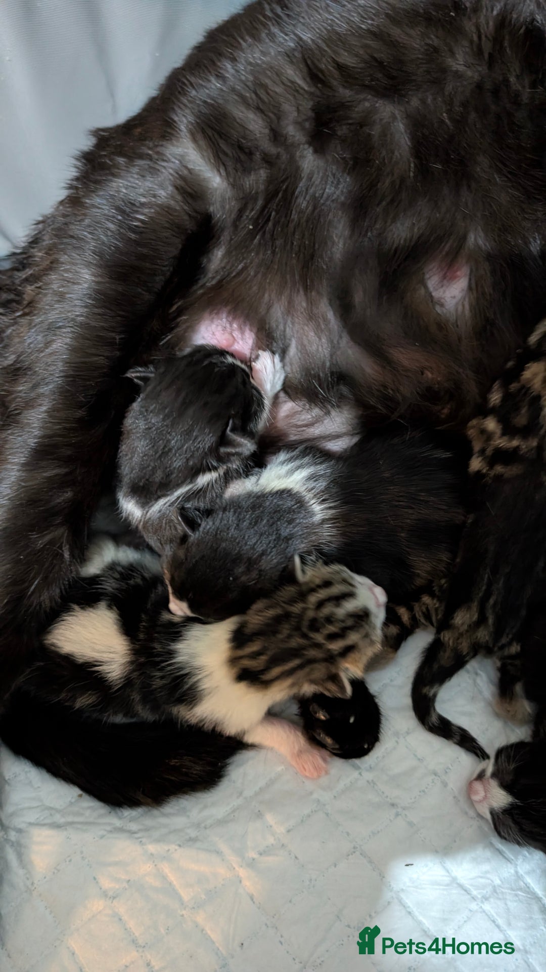 British Shorthair cats for sale: 4 beautiful kittens for sale  - Advert 2