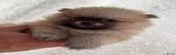 Pomeranian dogs for sale: Purebred Pomeranian puppies  in Southampton - Advert 1