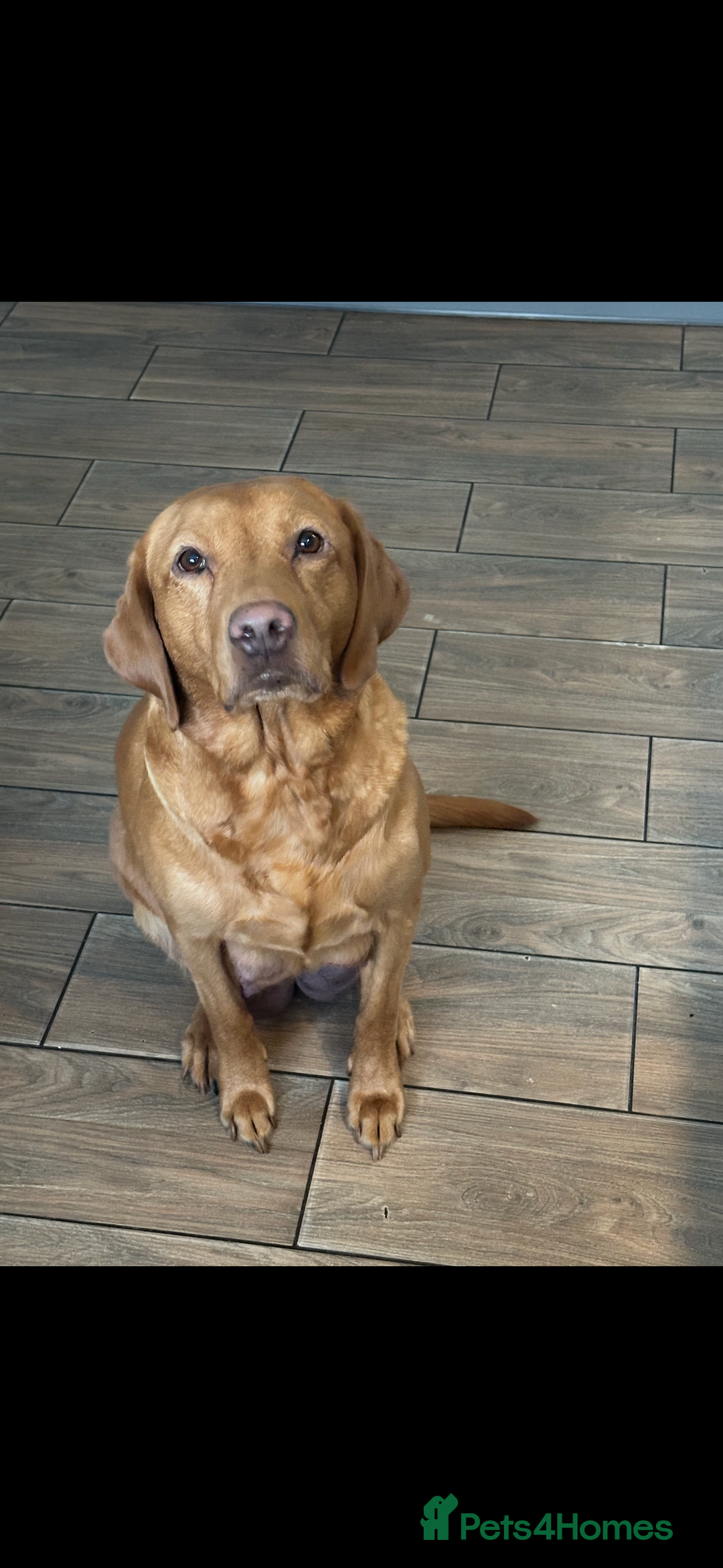 Labrador Retriever dogs for sale: Velvet black old English Labrador puppies  - Advert 11