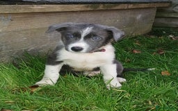 Border Collie dogs for sale: Border Collie pups for sale  - Image 3
