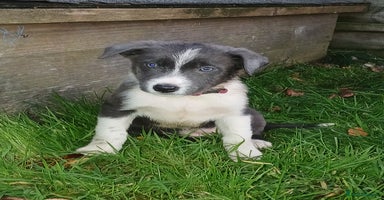 Border Collie dogs - Advert 16