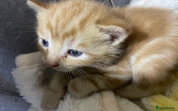 British Shorthair cats for sale: New born ginger and tortoiseshell  - Image 10
