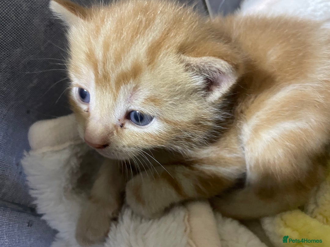 British Shorthair cats for sale: New born ginger and tortoiseshell  - Image 10