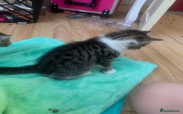 Mixed Breed cats for sale: 2 left  - Image 4