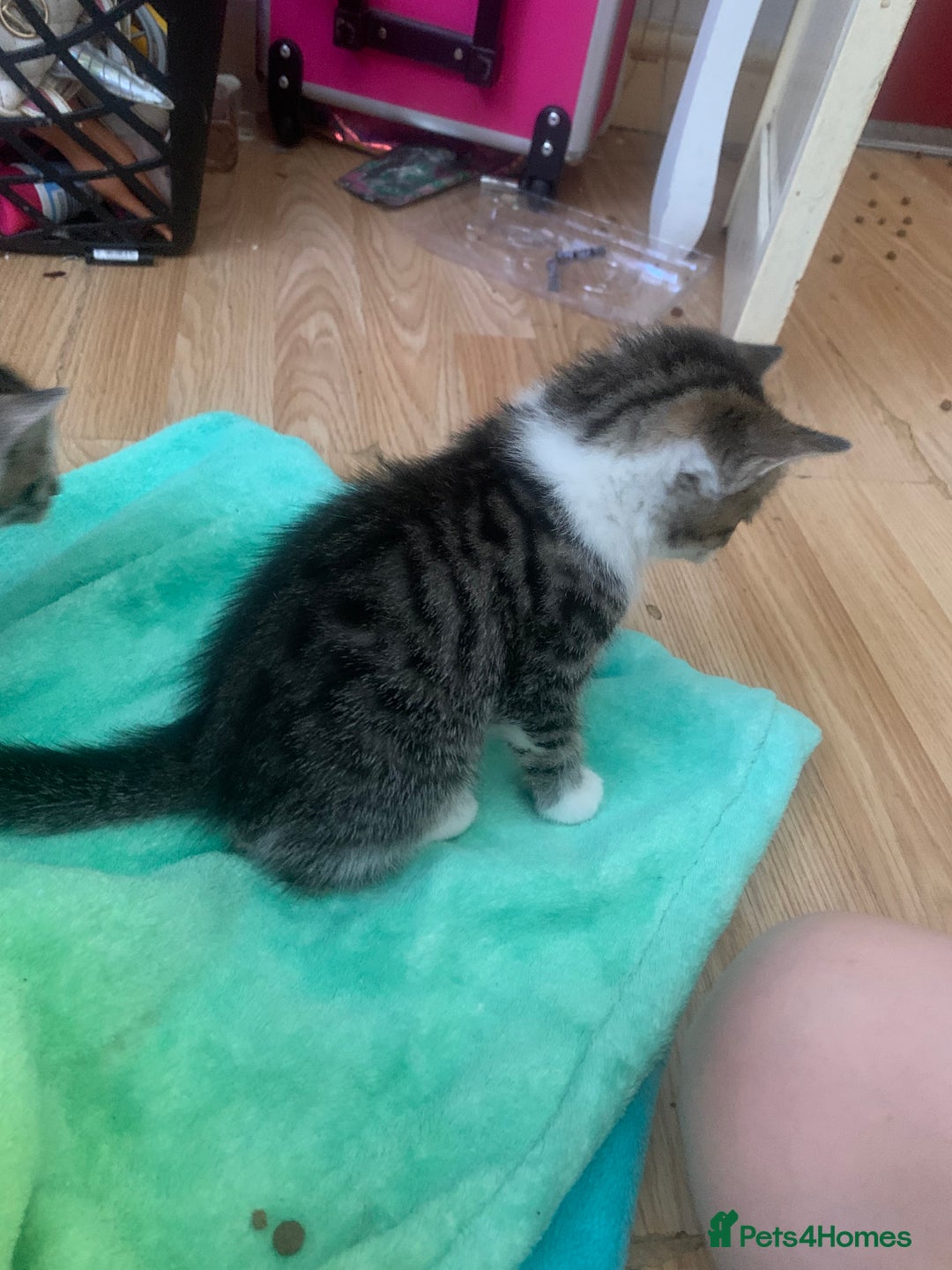 Mixed Breed cats for sale: 2 left  - Image 4