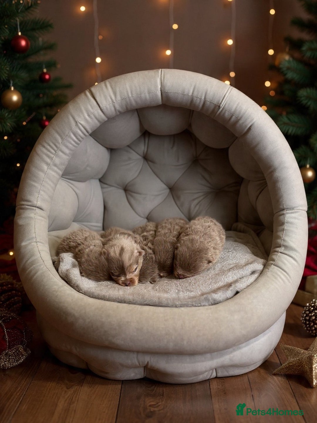 Pomeranian dogs for stud: Lilac and orange tan teddy Bear🪻🍊 - Advert 14