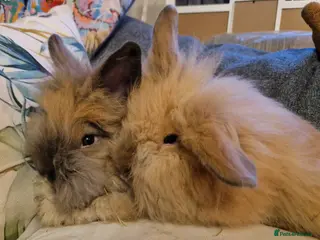 Lionhead rabbits Floofy little Lionhead baby bunnies- M and F - Advert 19