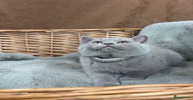 British Shorthair cats GCCF British Shorthaired kittens - Ready 28th Nov - Advert 4