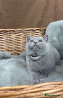 British Shorthair cats GCCF British Shorthaired kittens - Ready 28th Nov - Advert 2