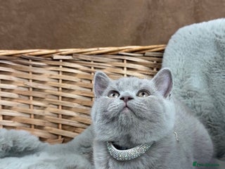 British Shorthair cats GCCF British Shorthaired kittens - Ready 28th Nov - Advert 9