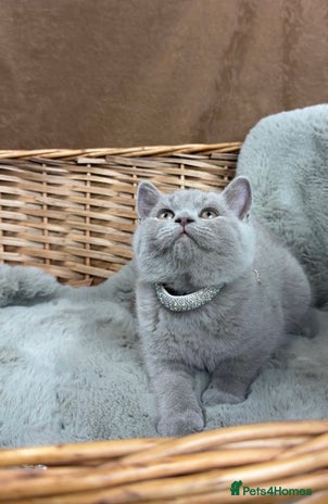 British Shorthair cats GCCF British Shorthaired kittens - Ready 28th Nov - Advert 2