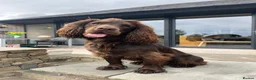 Cocker Spaniel dogs for stud: Cocker spaniel for Stud  in Dundee - Advert 1