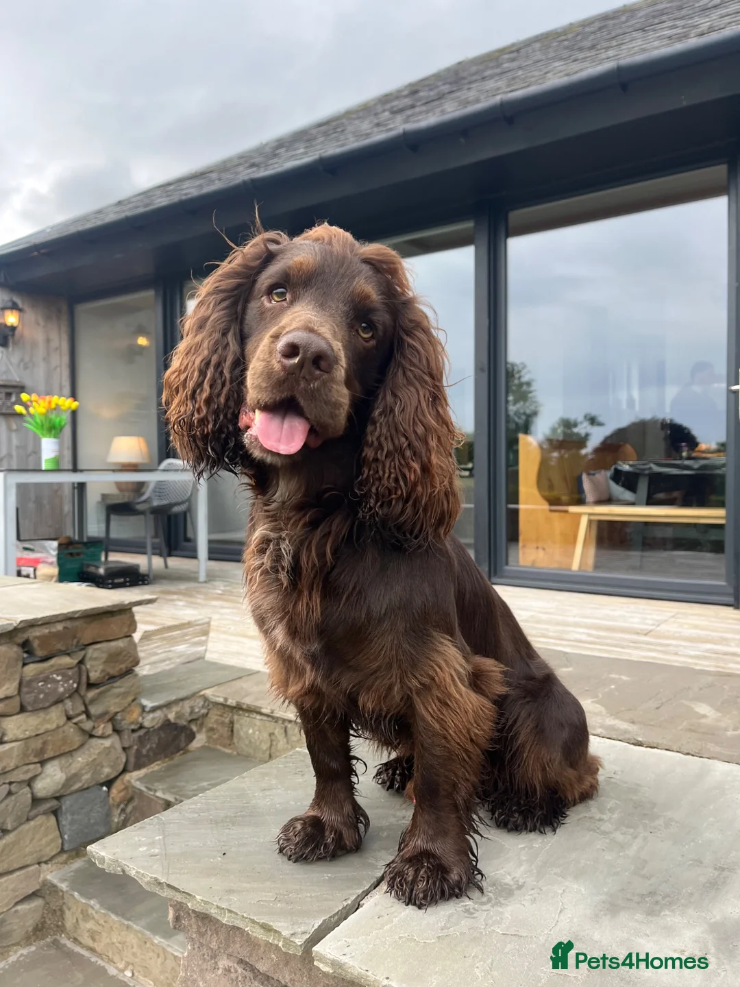 Cocker Spaniel dogs for stud: Cocker spaniel for Stud  in Dundee - Advert 1