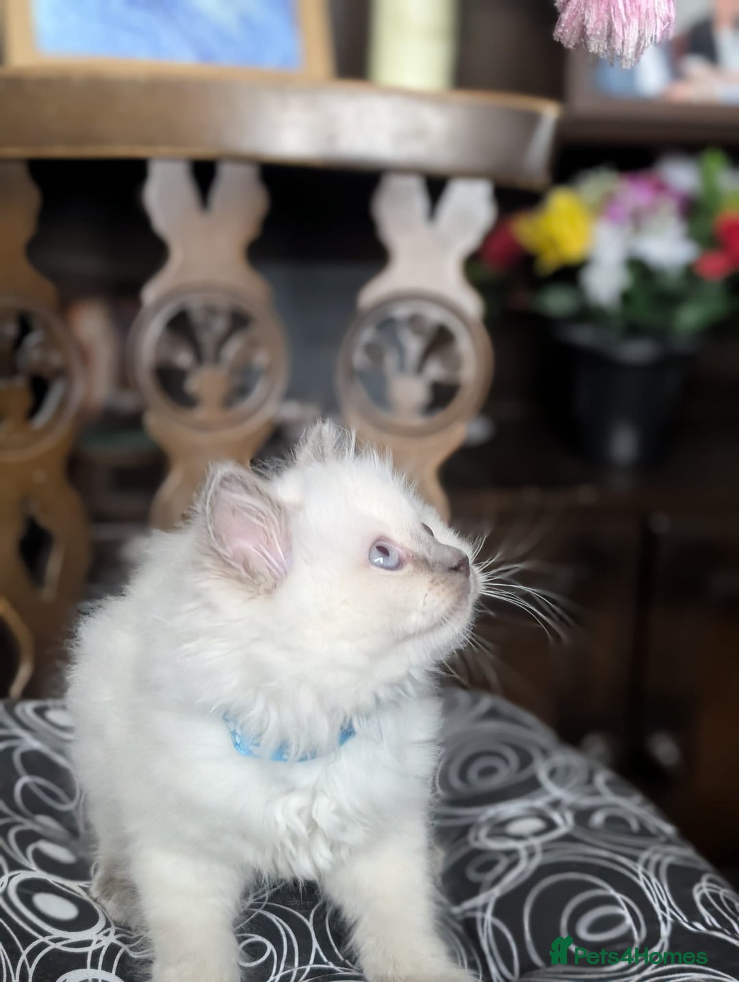 Ragdoll cats for sale: **Stunning litter of 4 ragdoll kittens** - Advert 11